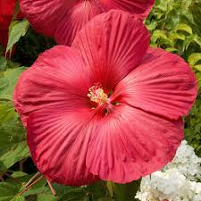 Image result for Hibiscus reekmansii