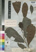 Image result for Rhabdophyllum
