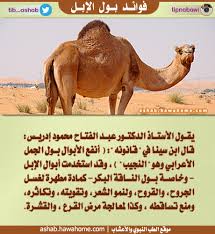 فوائد بول الإبل الطب النبوي والاعشاب