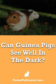 Pin On Guinea Pigs