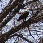 Eagle Trivia, Harmonie State Park