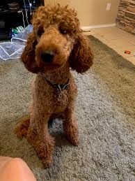Well, you get the drift. Our Poodle Ladies Raintree Standard Poodles And Mini Doodles