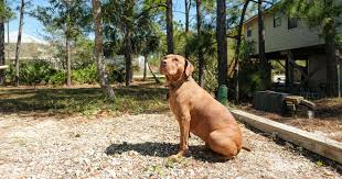 There is 1 pet friendly campground or rv resort in cape san blas, fl, and we found more nearby. Moondance Rv Lot On Cape San Blas Near T H Stone Memorial St Joseph Peninsula State Park 46 Hipcamper Reviews And 47 Photos
