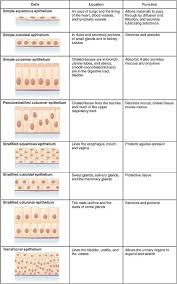 Epithelium Wikipedia The Free Encyclopedia Anatomy And Physiology Textbook Physiology Anatomy And Physiology