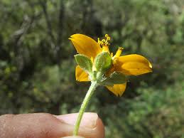 Image result for Sclerocarpus