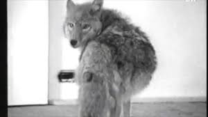 Video stills from his 1974 performance piece, 'i like america and america likes me.'. Joseph Beuys I Love America And America Loves Me On Vimeo