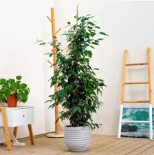 Image result for ficus benjamina en casa