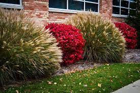 Maybe you would like to learn more about one of these? Beresklet Yaponskij Posadka I Uhod V Sadu 16 Tys Izobrazhenij Najdeno V Yandeks Kartin Burning Bush Landscaping Burning Bush Landscaping Front Yards Burning Bush