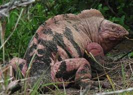 Pink Iguana N Isabela Is Galapagos Islands Galapagos Islands Animals Iguana Unusual Animals