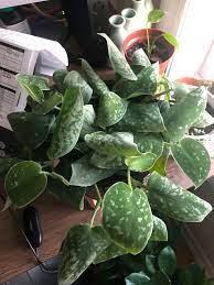 Check spelling or type a new query. Please Help Scindapsus Pictus Curled Leaves Roots Okay Suspect Too Much Light May Be The Problem Will It Ever Recover Plantclinic