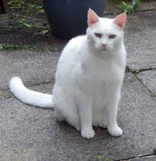 Can cats predict your mood? Can Cats Taste Honey