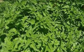 We did not find results for: How To Plan An All Purpose Herb Garden