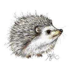 Hedgehog By Sally Huntington Hedgehog Drawing Animal Paintings Animal Drawings