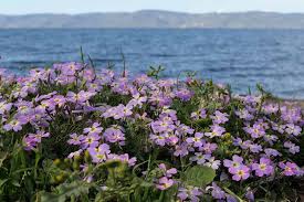 Image result for Malcolmia maritima