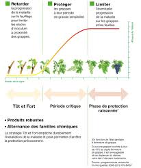Maybe you would like to learn more about one of these? Lutte Contre L Oidium De La Vigne Contre L Oidium Traiter Tot Et Fort