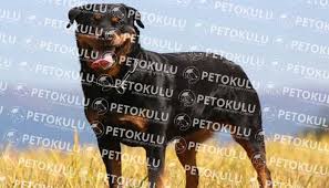 En Meshur Kopek Irklarindan Rottweiler Egitimi Ve Ozellikleri 2020 Rottweiler Kopek Egitimi Kopek