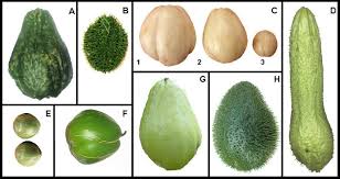 Image result for Sechium edule