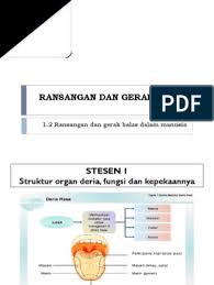 Peredaran darah manusia dibedakan menjadi 2 yaitu peredaran darah besar dan peredaran darah kecil. 1 2 Rangsangan Dan Gerak Balas Dalam Manusia