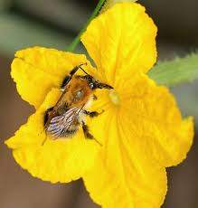 Image result for male flowers cucumber