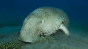 Can you believe that between six and seven thousand mermaids still live in the shallow, saline waters of the persian gulf? Sea Cow Or Mermaid Dugong Captured Underwater Cgtn