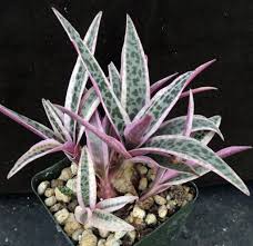 Image result for Ledebouria Unidentified sp. no3.