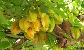 Great savings free delivery / collection on many items. Star Fruit Tree Growing Unique Tropical Fruit Epic Gardening
