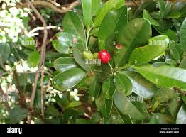 Image result for Erythroxylum emarginatum