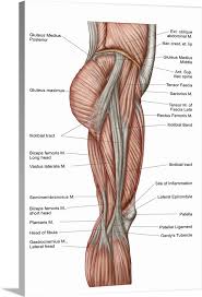 The the muscles of the thigh can be classified into three groups according to their location: Anatomy Of Human Thigh Muscles Anterior View In 2021 Thigh Muscles Skin Bumps Human Anatomy