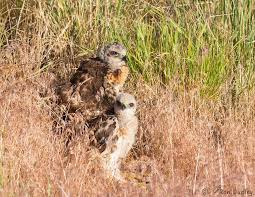 Peregrines have white cheeks behind the malar stripes. This Is What Can Happen When A Red Tailed Hawk Nest Is Blown Down Feathered Photography