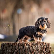 15 Glorious Diverse Dachshund Breed Tips And Ideas In 2020 Dachshund Breed Clever Dog Dog Breeds