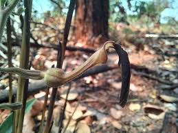 Image result for Aristolochia hockii