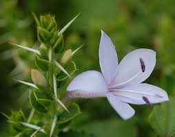 Image result for Barleria sp. D (near holubii)