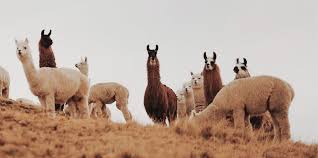 Nehmen sie ein feines wollwaschmittel zum waschen oder ein spezielles alpakawaschmittel. Alpakas Und Lamas Bellepaga