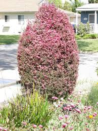 Maybe you would like to learn more about one of these? Plantfiles Pictures New Zealand Tea Tree New Zealand Tea Bush Manuka Leptospermum Scoparium 27 B Small Front Gardens Evergreen Plants Light Purple Flowers
