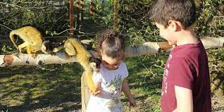 Check spelling or type a new query. Affen Und Vogelpark In Eckenhagen Erlebt Besucheransturm Kolner Stadt Anzeiger