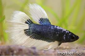 Diferencias entre betta delta y betta súper delta. Siamesischer Kampffisch Super Delta Betta Splendens Aquaristik Shop