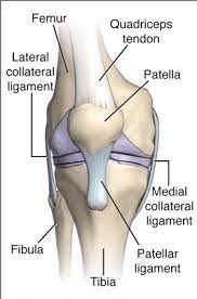 Check spelling or type a new query. Anatomy Of The Right Knee Anterior View Download Scientific Diagram