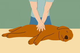 Is the total percentage of resuscitation time when performed by the rescuer(s) during cardiac arrest. Dog Cpr How To Perform Cpr On Your Dog Daily Paws