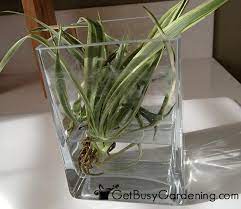 How To Propagate Spider Plants For Your Home Landscaping Plants Indoor Water Garden Spider Plants