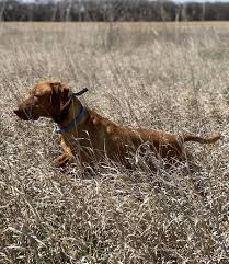 Browse thru our id verified puppy for sale listings to find your perfect puppy in your area. Hungarian Vizsla