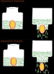 Cell membrane) from an area of higher to an area of lower water potential. Types Of Osmosis