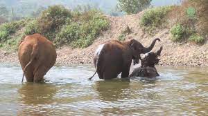 At elephant nature park chiang mai thailand for additional information about navann, elephant nature park and. Elephants Enjoy Natural River Bathing Elephantnews Youtube