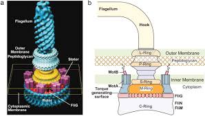 Ancient High Performance Electric Motors Discovered That Are Still In Production Science And Technology Science And Technology Answer To Life Cell Wall
