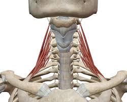 The content of the neck is grouped into 4 neck spaces, called the compartments. Learn Muscle Anatomy Scalene Muscles
