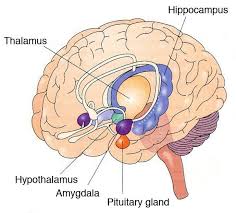 Neuralink And The Brain S Magical Future Wait But Why Limbic System Brain Anatomy And Function Brain Anatomy