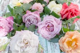 Maybe you would like to learn more about one of these? Fragrant Roses