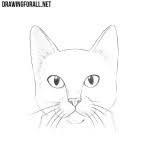An oddity on this list, sakamoto is actually just a cat. How To Draw A Chibi Cat