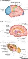 Image result for Cerebral Subcortex