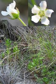 Image result for Primulaceae