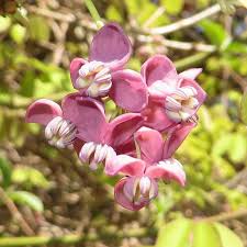 Maybe you would like to learn more about one of these? Akebie Akebia Quinata Violett